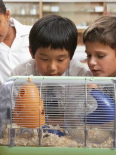Best-And-Worst-Class-Pets-To-Keep-In-The-Classroom