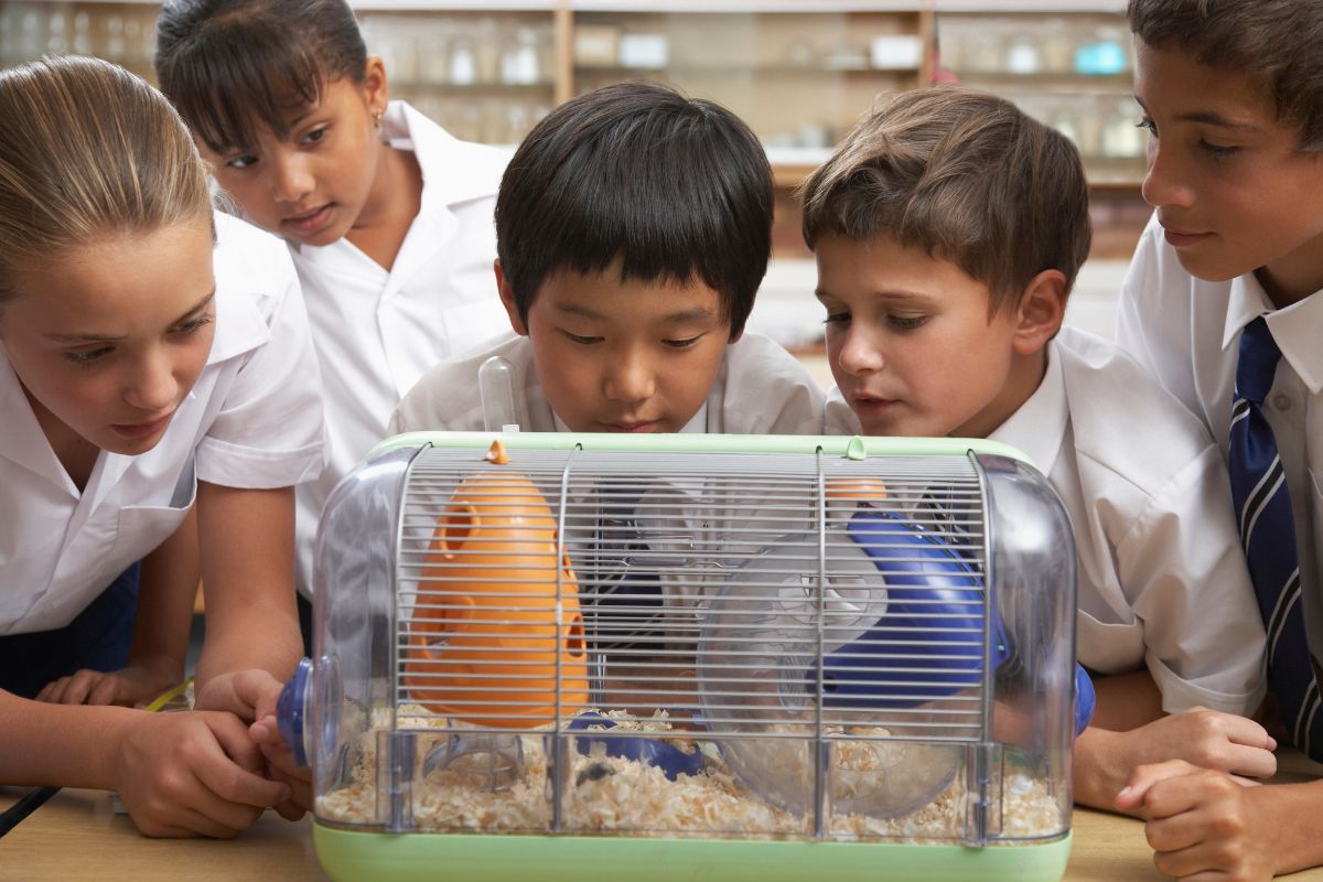 Best And Worst Class Pets To Keep In The Classroom